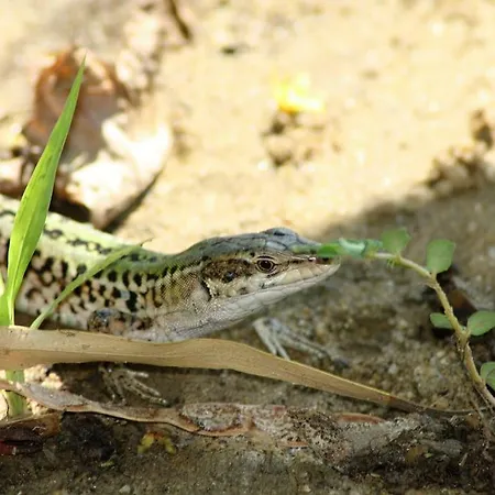 托雷萨拉切纳公寓式酒店 4* 维拉皮亚纳